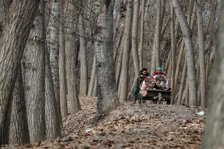 A woman and her son push a hand cart loaded with dried leaves on the outskirts of Srinagar. REUTERS/Danish Ismail
